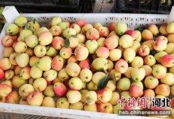 石家庄水果最新爆料,新鲜爆料，盘点当季热门水果！
