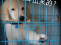宠物打工人爆料视频播放,揭秘宠物行业幕后辛酸