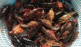 龙虾最新爆料视频大全,揭秘幕后真相，精彩瞬间大盘点