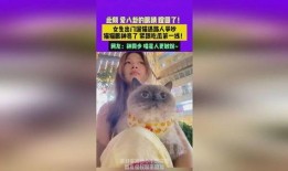 吃瓜少女猫娱乐,揭秘娱乐圈幕后故事