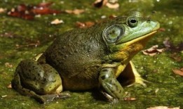 牛蛙饲养爆料视频播放下载,爆款视频播放下载背后的故事