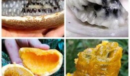 网红野果八月瓜怎么吃,网红野果的多样食法探索