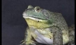 牛蛙饲养爆料视频播放下载,爆款视频播放下载背后的故事