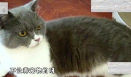 深圳猫租客最新爆料,揭秘租房市场的那些事儿