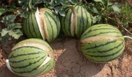 定西网红吃瓜事件真相,真相与反思