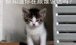 吃瓜娱乐的喵哥是谁啊,网络红人的魅力与影响力