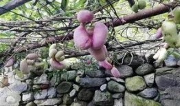 网红野果八月瓜怎么吃,网红野果的多样食法探索