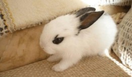 在线观看 兔兔,萌宠互动新体验