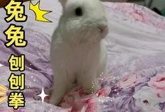 在线观看 兔兔,萌宠互动新体验