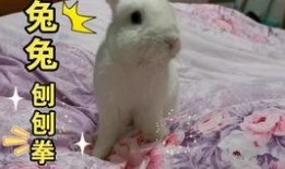 在线观看 兔兔,萌宠互动新体验