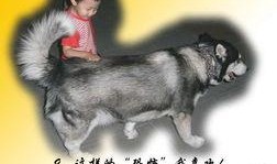 大狗最新爆料视频下载大全