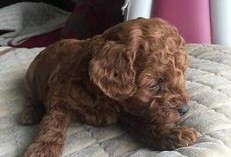 大狗最新爆料视频下载大全