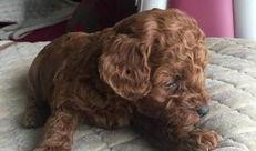 大狗最新爆料视频下载大全