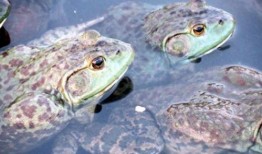 牛蛙饲养爆料视频播放下载,爆款视频播放下载背后的故事